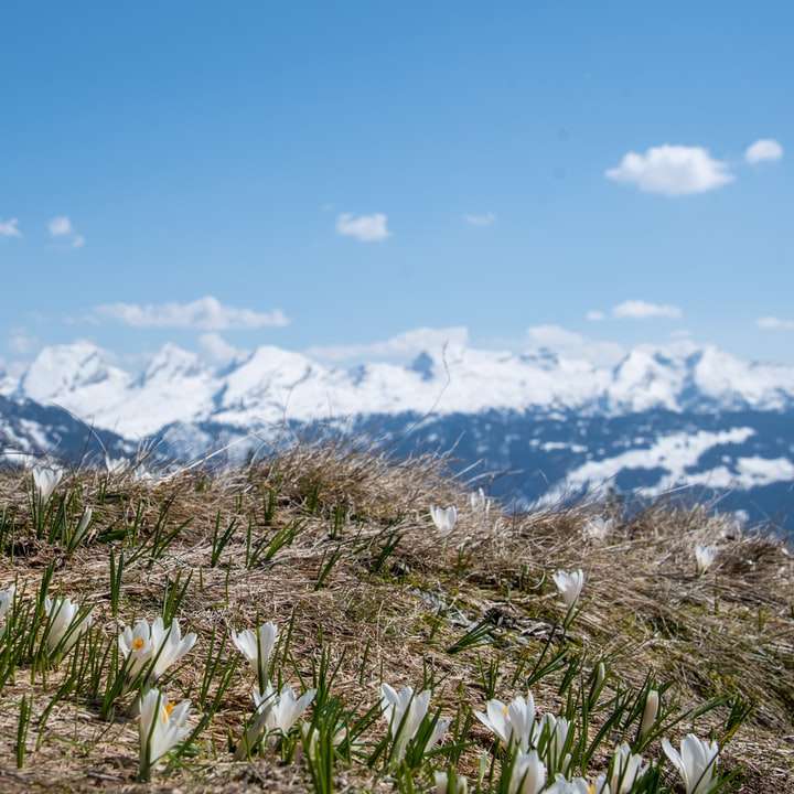grüne Wiese in der Nähe von schneebedeckten Bergen tagsüber Online-Puzzle
