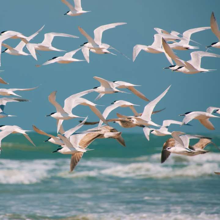 stado białych ptaków latających nad morzem w ciągu dnia puzzle online