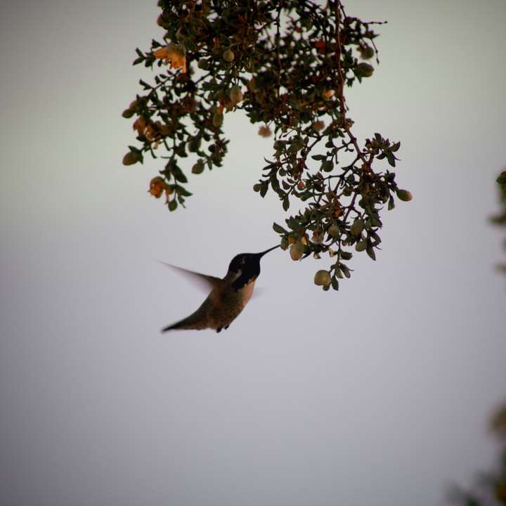 кафяво колибри, летящо във въздуха плъзгащ се пъзел онлайн