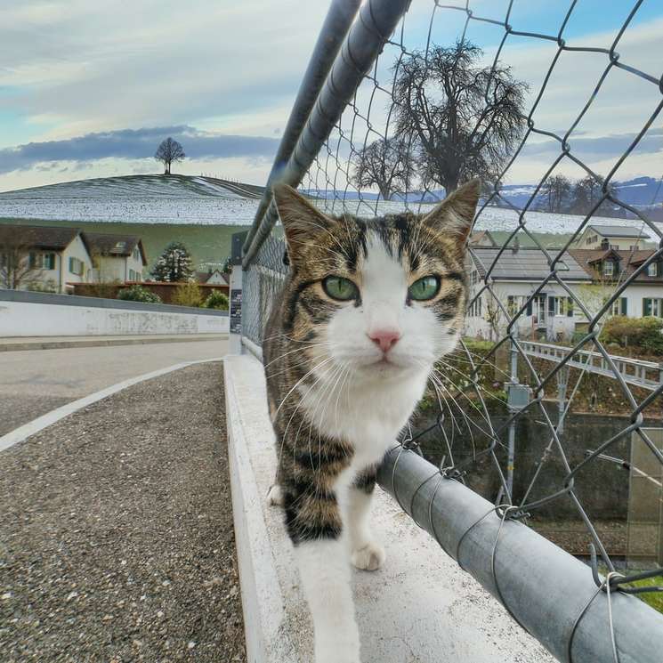 brązowy pręgowany kot na szarym betonowym chodniku puzzle online