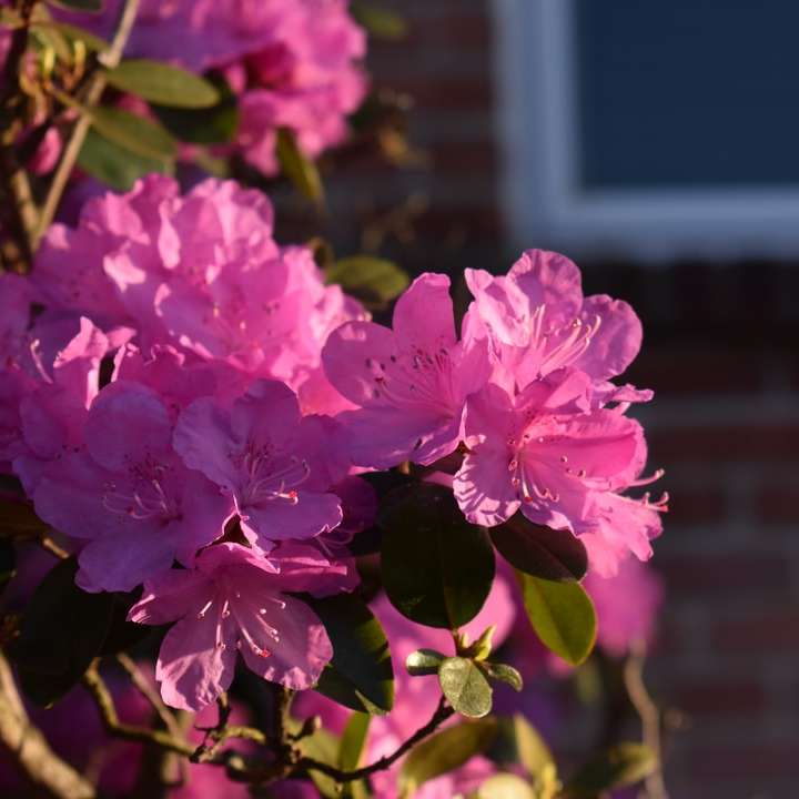 flores rosa em lente tilt shift puzzle online