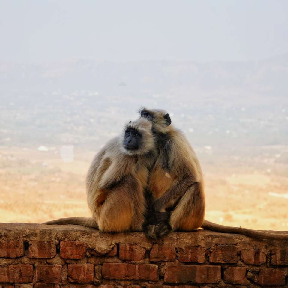 кафява маймуна, седнала на кафяв дънер през деня плъзгащ се пъзел онлайн