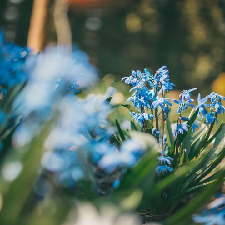 Blauwe bloemen in tilt shift lens schuifpuzzel online