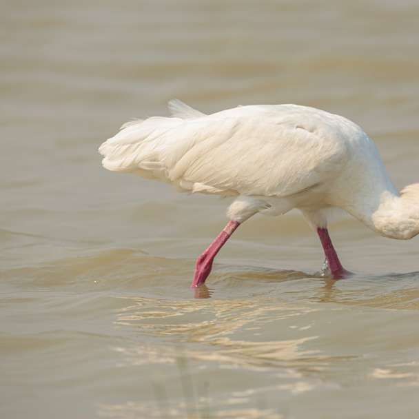 white bird on water during daytime online puzzle