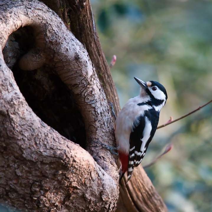 blå och vit fågel på brun trädgren under dagtid glidande pussel online