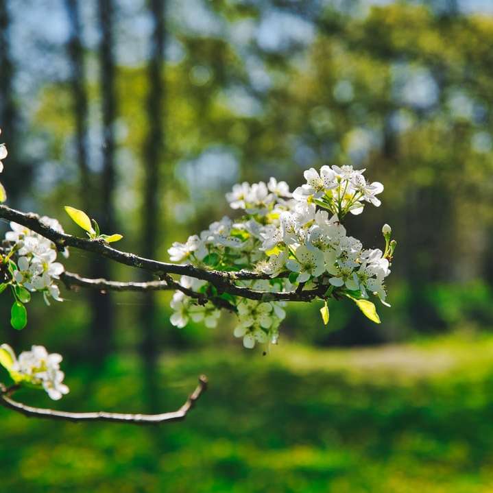 λευκά λουλούδια σε καφέ κλαδί δέντρου συρόμενο παζλ online