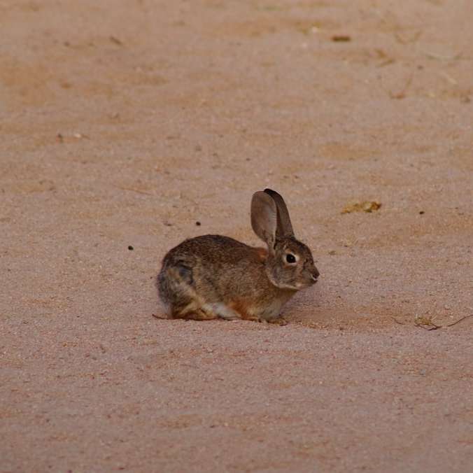 Conejo marrón sobre arena marrón durante el día puzzle deslizante online