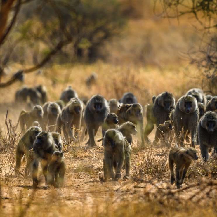 groep zwart-witte schapen op bruin grasveld schuifpuzzel online