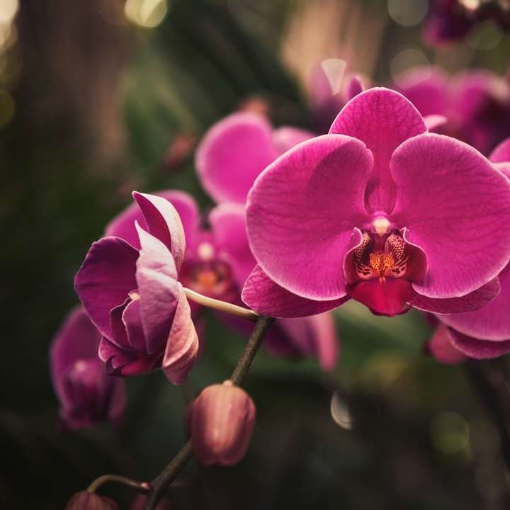 růžová můra orchidej v květu během dne online puzzle
