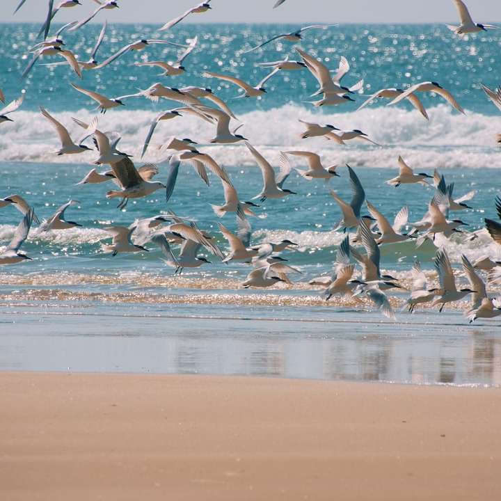 Vogelschwarm fliegt tagsüber über das Meer Online-Puzzle