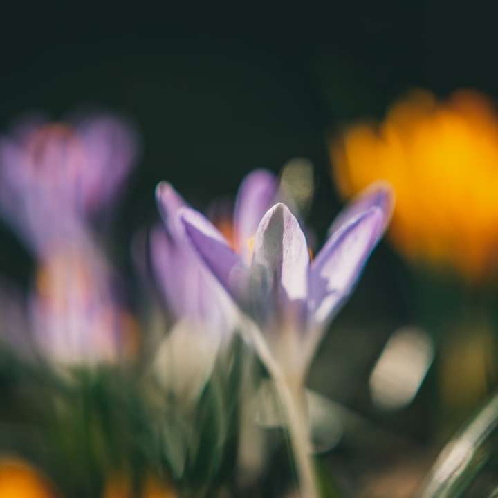 fioletowy i biały kwiat w obiektywie z przesunięciem pochylenia puzzle online
