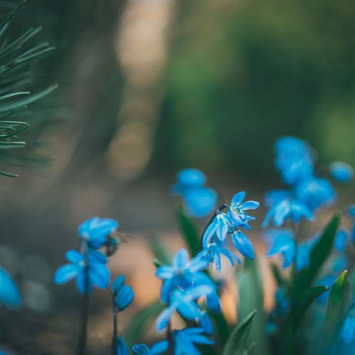 Blå blommor i tilt shift lins glidande pussel online