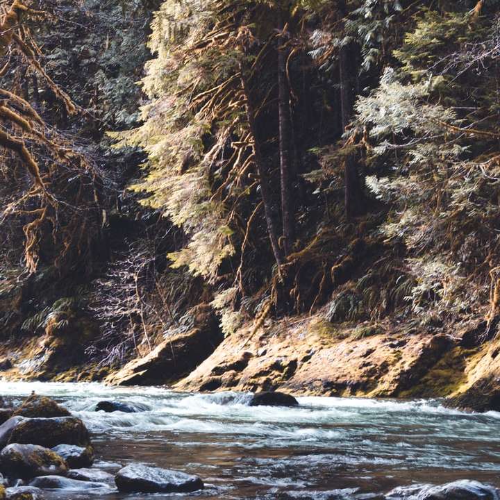 řeka uprostřed lesa během dne online puzzle