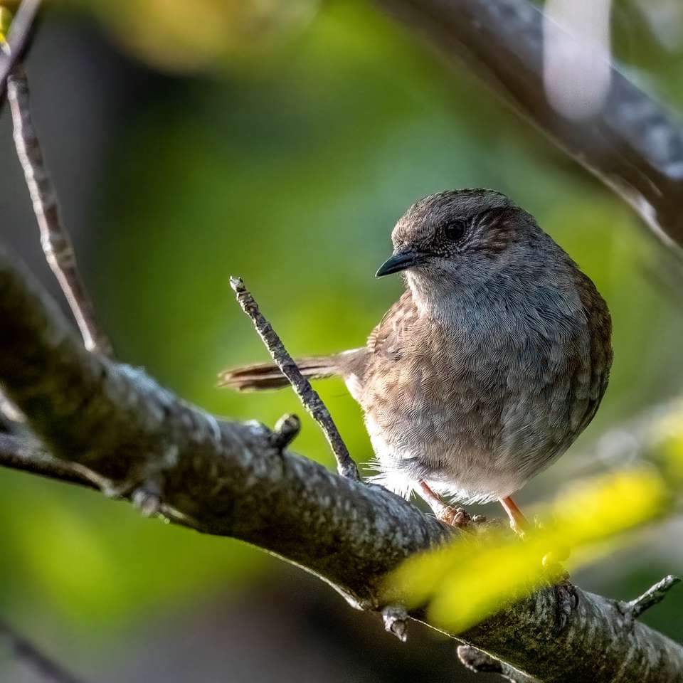 καφέ πουλί σε κλαδί δέντρου συρόμενο παζλ online