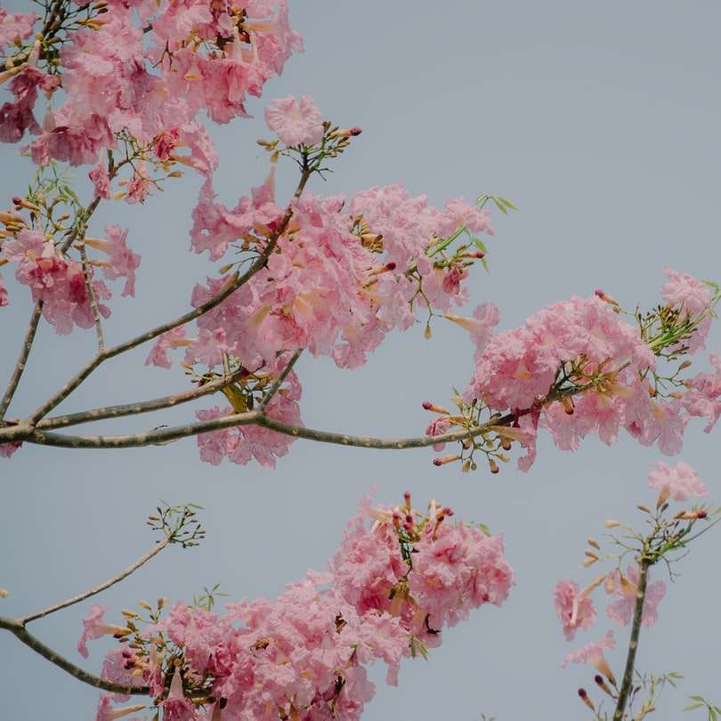 rosa körsbärsblomsträd under dagtid glidande pussel online