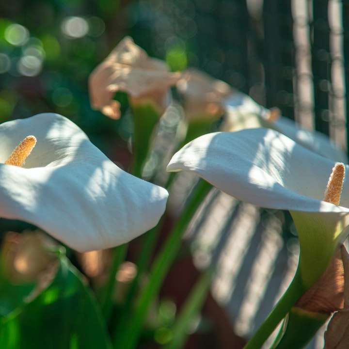 vit blomma i lins med tilt shift-objektiv Pussel online