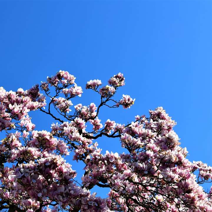 昼間の青空の下で白い桜 オンラインパズル