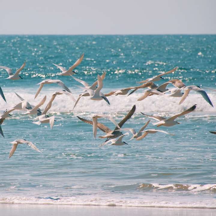 bandada de pájaros blancos volando sobre el mar durante el día rompecabezas en línea