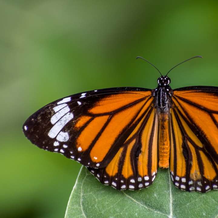 Monarch πεταλούδα σκαρφαλωμένο σε πράσινα φύλλα συρόμενο παζλ online