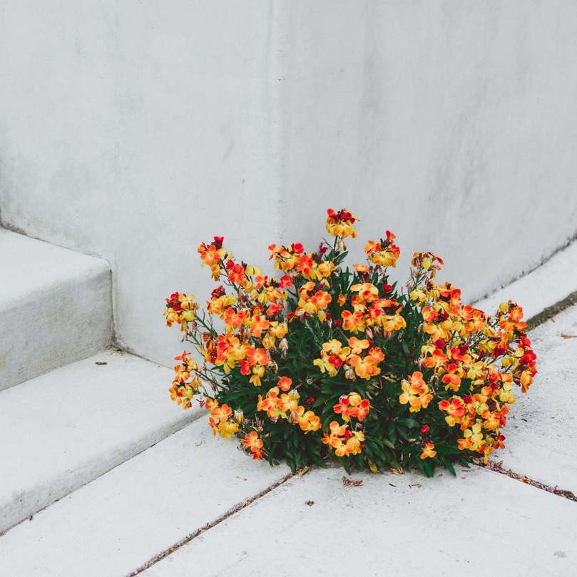 rózsaszín és sárga virágok fehér betonfalon online puzzle