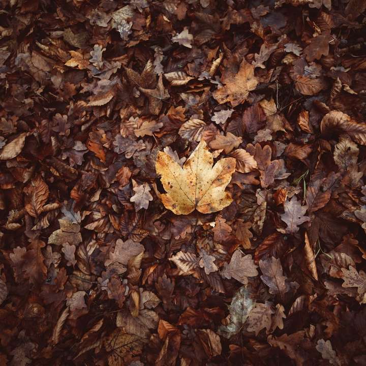 коричневе висушене листя на землі онлайн пазл