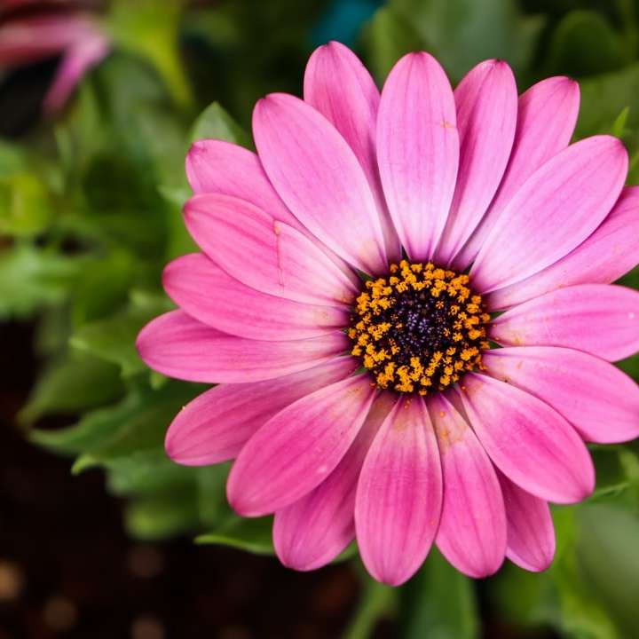 fioletowy kwiat w soczewce z funkcją tilt shift puzzle przesuwne online
