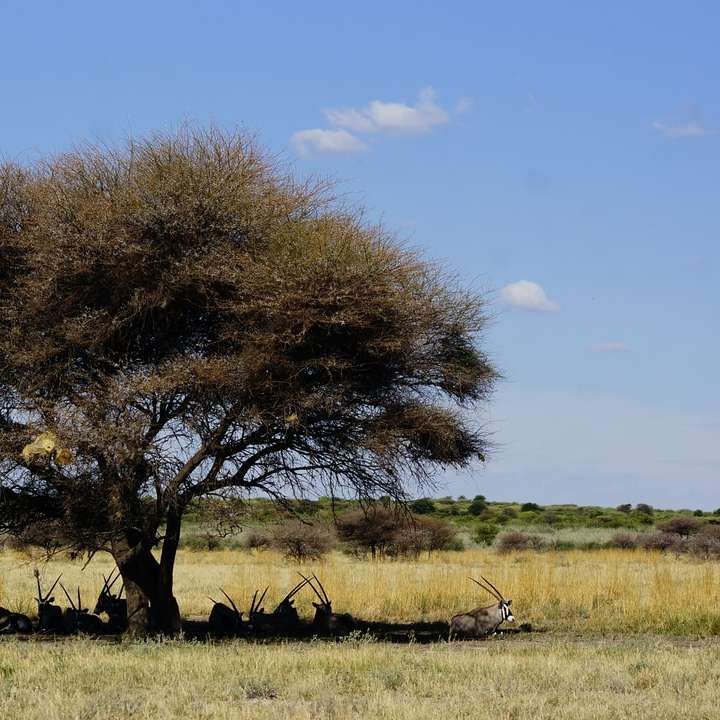 bruine en zwarte herten op groen grasveld overdag schuifpuzzel online