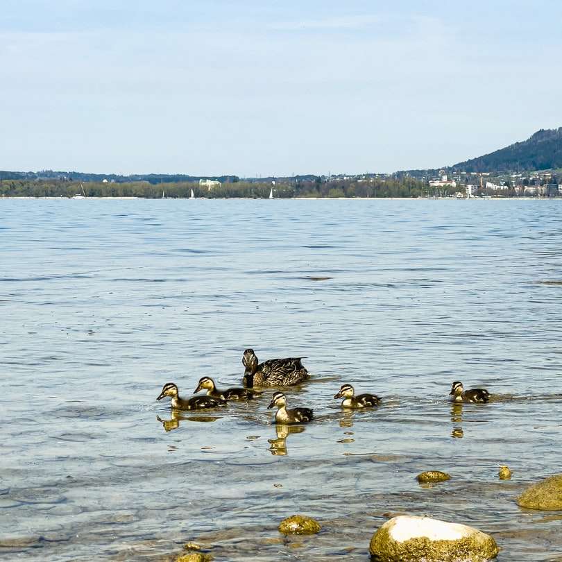 canard noir et brun sur le plan d'eau pendant la journée puzzle coulissant en ligne
