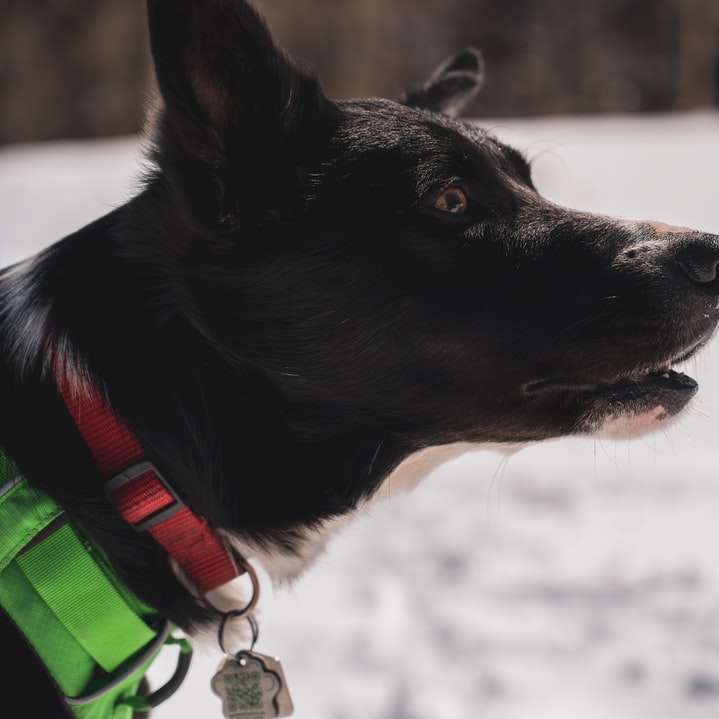 Perro de pelo corto negro y marrón sobre suelo cubierto de nieve rompecabezas en línea