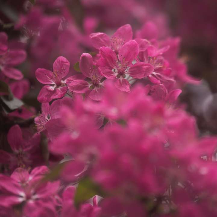 flores rosa em lente tilt shift puzzle deslizante online