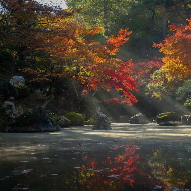alberi rossi e verdi accanto al fiume durante il giorno puzzle online