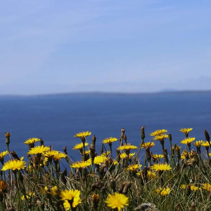 πεδίο κίτρινο λουλούδι κάτω από τον λευκό ουρανό κατά τη διάρκεια της ημέρας συρόμενο παζλ online
