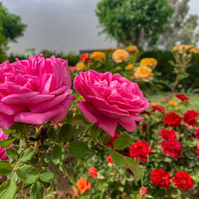 ροζ τριαντάφυλλο σε άνθιση κατά τη διάρκεια της ημέρας συρόμενο παζλ online