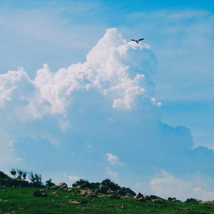 птах летить над полем зеленої трави онлайн пазл