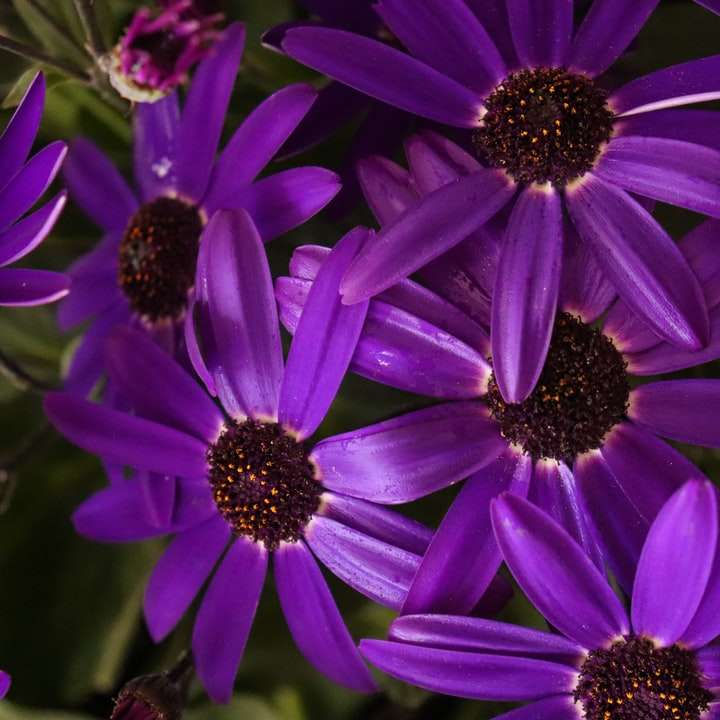 fialový květ v makro snímku posuvné puzzle online