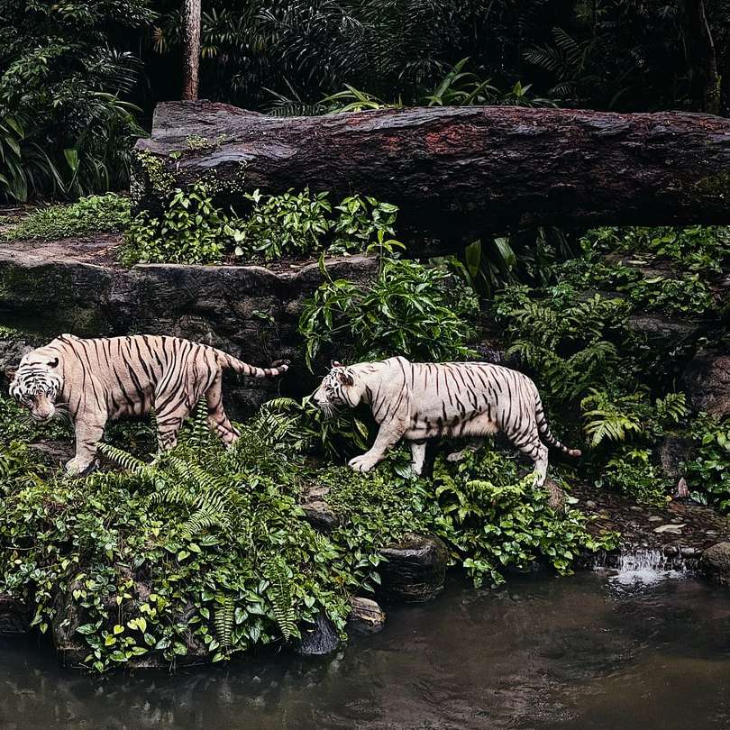белый и черный тигр на воде онлайн-пазл