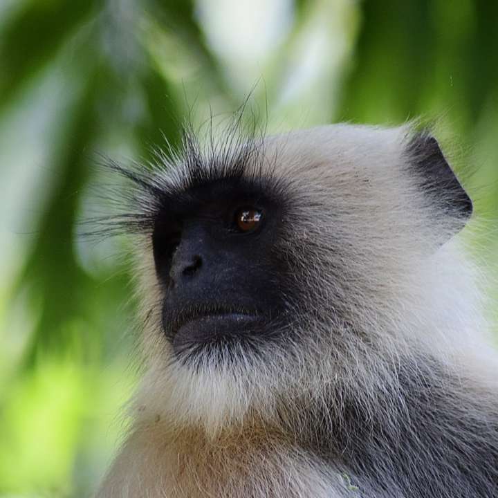 white and black monkey in close up photography online puzzle