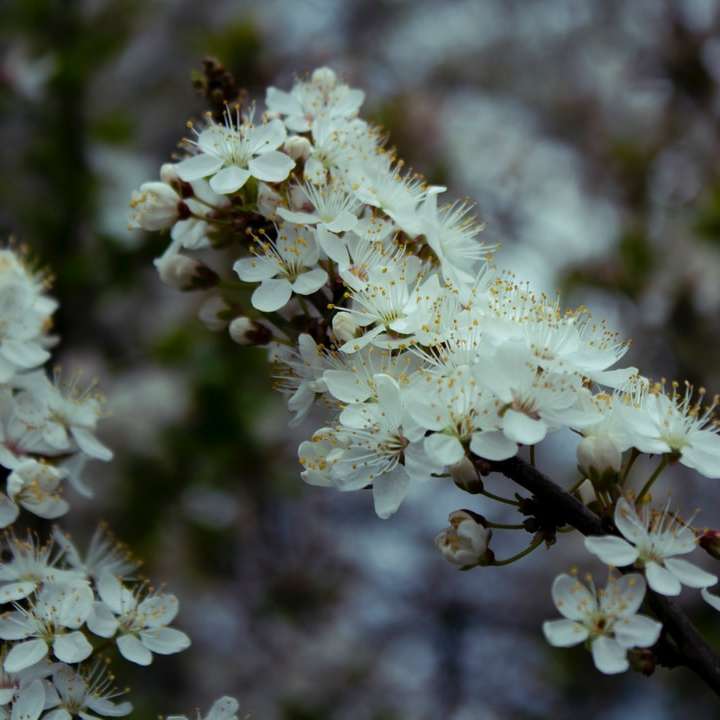 witte bloemen in tilt-shift lens schuifpuzzel online