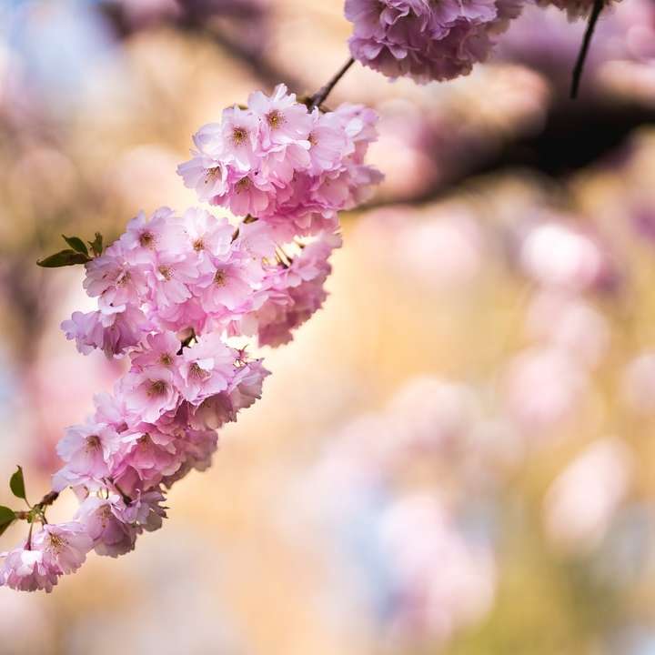 チルトシフトレンズのピンクと白の花 スライディングパズル・オンライン