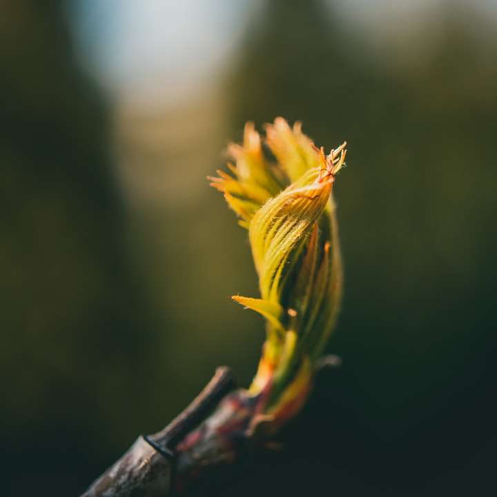 κίτρινο λουλούδι σε καφέ κλαδί δέντρου συρόμενο παζλ online