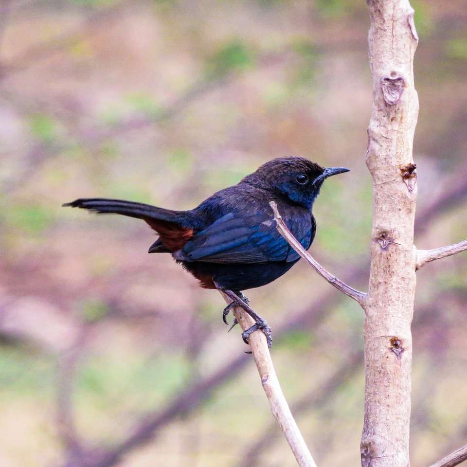 niebieski i czarny ptak na brązowej gałęzi drzewa w ciągu dnia puzzle online