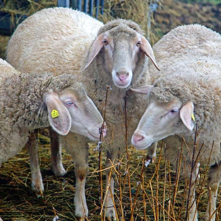 rebanho de ovelhas na grama marrom durante o dia puzzle online