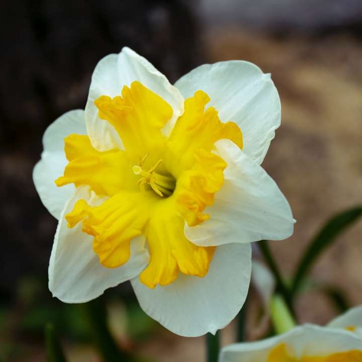 flor blanca en lente de cambio de inclinación rompecabezas en línea