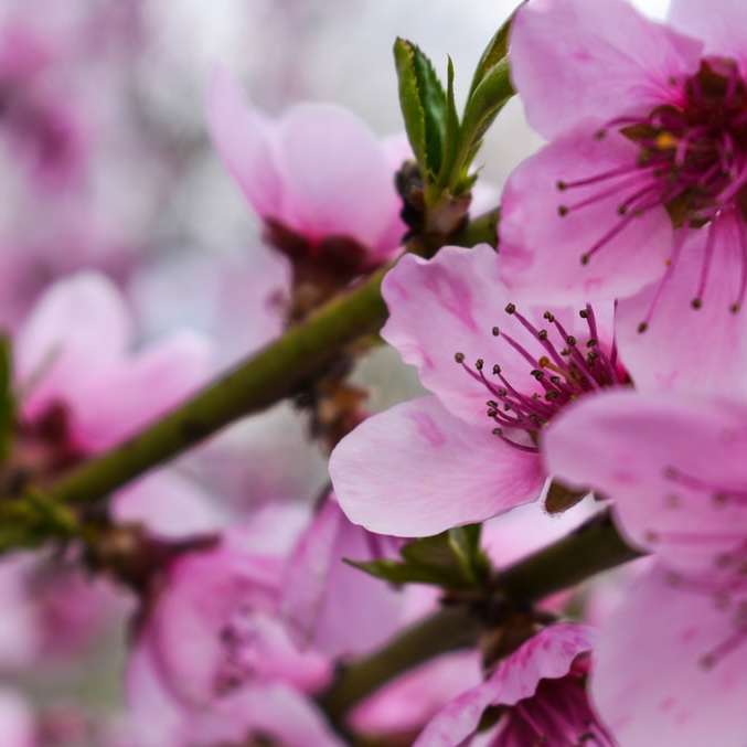 マクロ撮影のピンクの花 スライディングパズル・オンライン