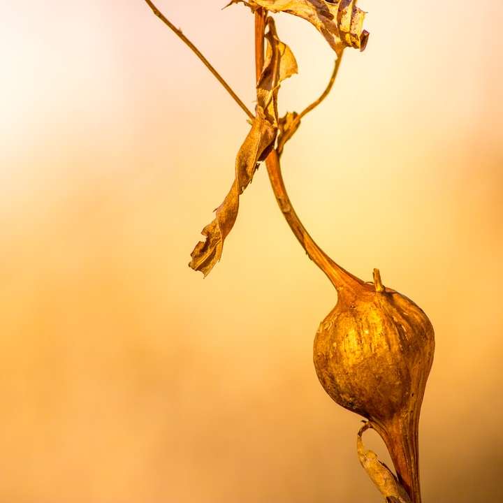 brun och grön växt i närbildsfotografering glidande pussel online
