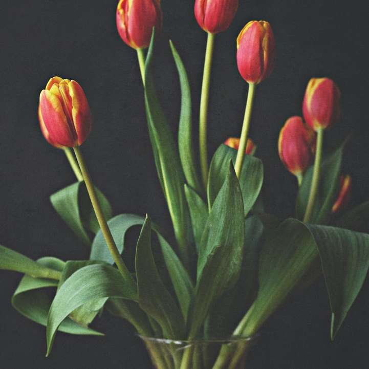 czerwone tulipany w przezroczystym szklanym wazonie puzzle online