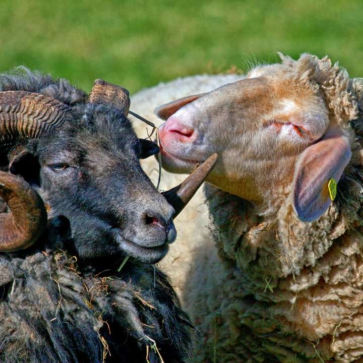 rebanho de ovelhas no campo de grama verde durante o dia puzzle deslizante online