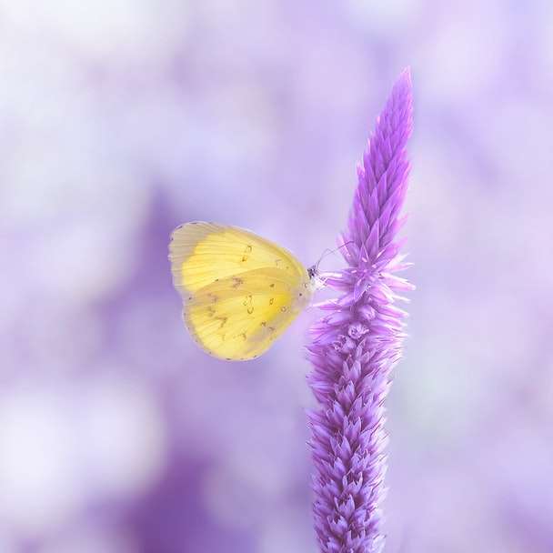 жовтий метелик сидів на фіолетову квітку онлайн пазл