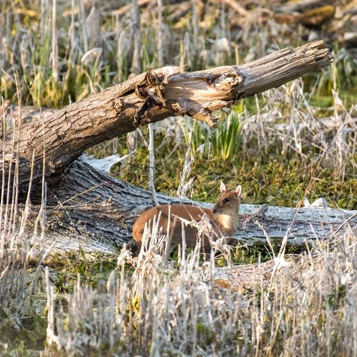 brązowy lis na szarym polu trawy w ciągu dnia puzzle przesuwne online