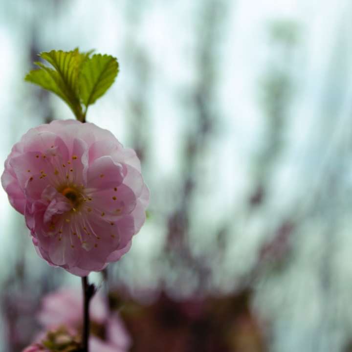 ροζ λουλούδι με πράσινα φύλλα online παζλ